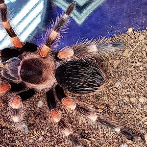 Brachypelma smithi or hamorii?