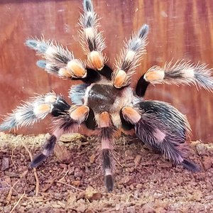 B. smithi/hamorii 3" DLS