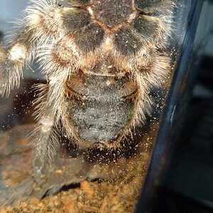 G pulchripes