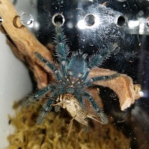 C. versicolor, appx 1.5-1.75” dls