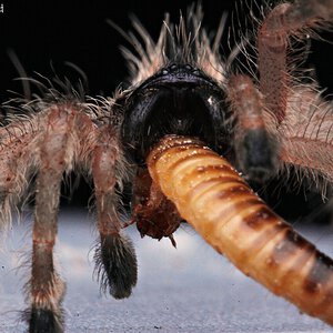 Avicularia minatrix.