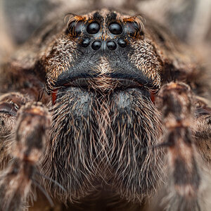 Dolomedes tenebrosus