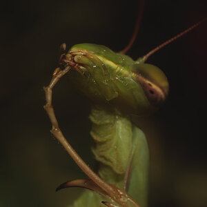 Mantis religiosa - always keep your weapons clean