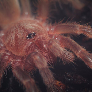 Acanthoscurria geniculata