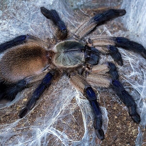 Monocentropus balfouri