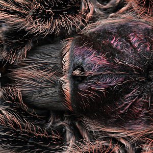 Grammostola rosea.