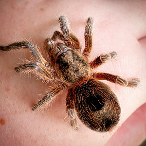 Euathlus sp metropolitana female