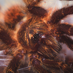 P. murinus "RCF" - being cute!