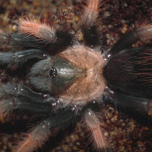 Brachypelma emilia - 2 inch juvenile