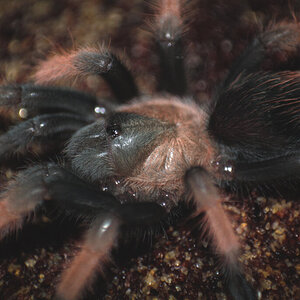 Brachypelma emilia - 2 inch juvenile