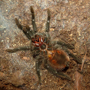 Molting Grammostola iheringi (♂ 2")