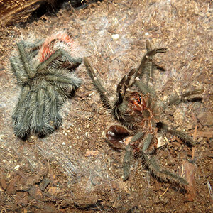 Freshly Molted Grammostola iheringi (♂ 3")