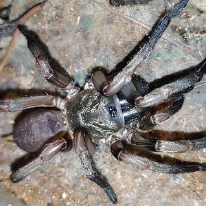 freshly molted Stanwellia CF. inornata