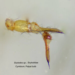 Scytodes_cymbium_palpalbulb.jpg