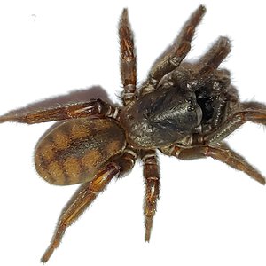 Arbanitis sp. Barrington Tops 3