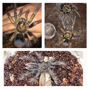 Phormictopus auratus “Cuban Gold/Bronze” tarantula slings