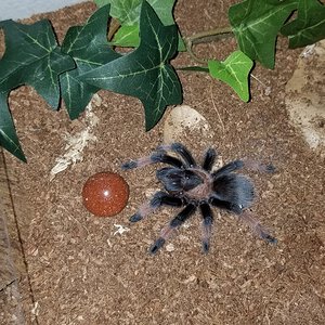 Brachypelma Emilia