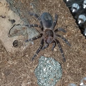 Grammostola Pulchripes