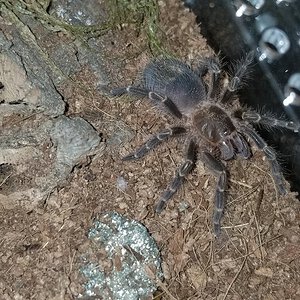 Grammostola Pulchripes