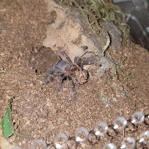 G. Pulchripes bulldozing