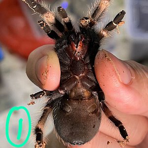 Brachepelma hamorii ventral sexing