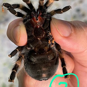 Brachepelma hamorii ventral sexing