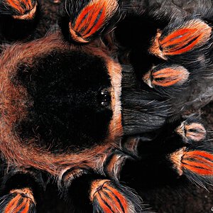 Brachypelma hamorii.