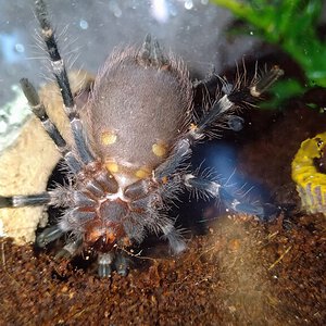A. geniculata juvenile