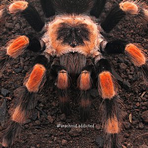 Brachypelma smithi.