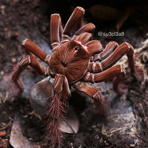 Theraphosa stirmi