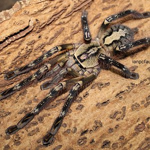 0.1 Poecilotheria ornata