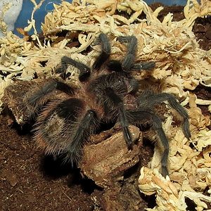 My New Grammostola grossa (1.75")