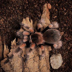 Smithi or hamorii?