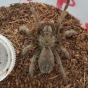 Aphonopelma gabeli (Chihuahuan Gray)