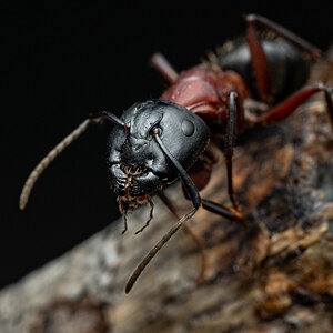 Camponotus novaeboracensis