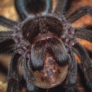 Grammostola pulchra - dinner #2