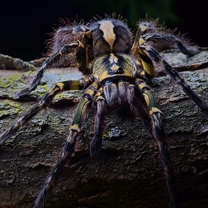 Poecilotheria ornata