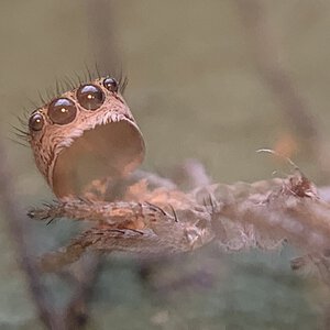 Wild Jumping Spider Molt