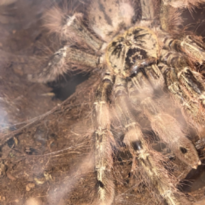 Stromatopelma Calceatum