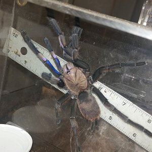 Seven Inch Chilobrachys, One