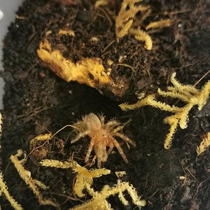 A. Geniculata .5" sling