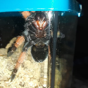 Brachypelma Emilia