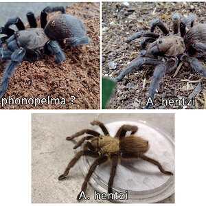 Aphonopelma.jpg