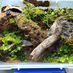 velvet worm enclosure