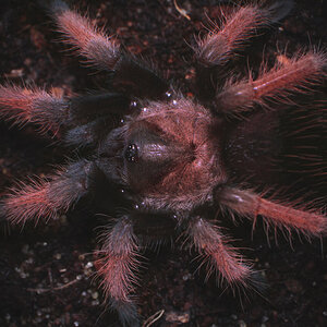 Brachypelma emilia - juvenile (suspect) male