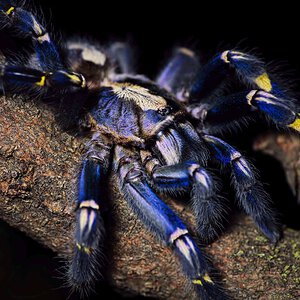 Poecilotheria metallica