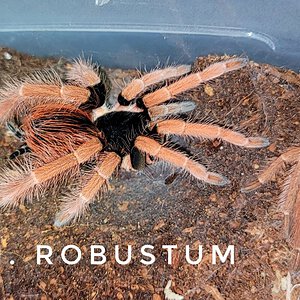 M. Robustum