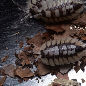 Porcellio expansus!!