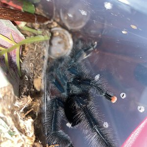 MM Avicularia. Morph 1?