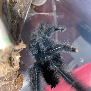 Mature Male Avicularia. Morph 1?